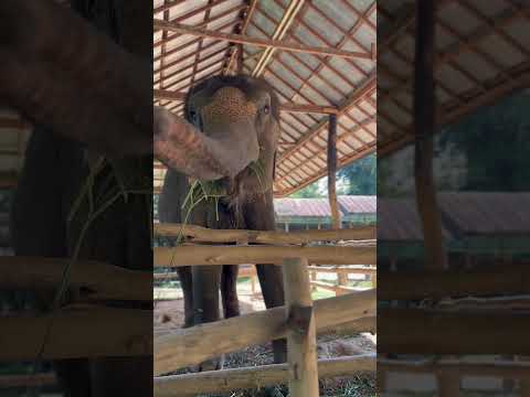 Maesa Elephant Camp (ปางช้างแม่สา) Chiang Mai Thailand