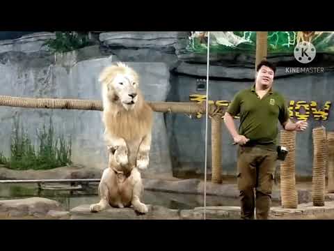 Chiang Mai Night Safari : เชียงใหม่ไนท์ซาฟารี คุณพ่อเข้าฟรี!! (วันพ่อ) ดูโชว์เสือ