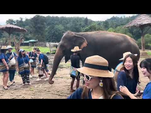 Chiang Mai, Thailand- Come play with these gentle giants at a sanctuary
