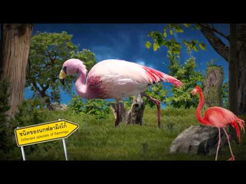 Chiangmai Night Safari Different species of flamingo