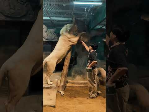 Night safari with kids in Chiangmai thailand